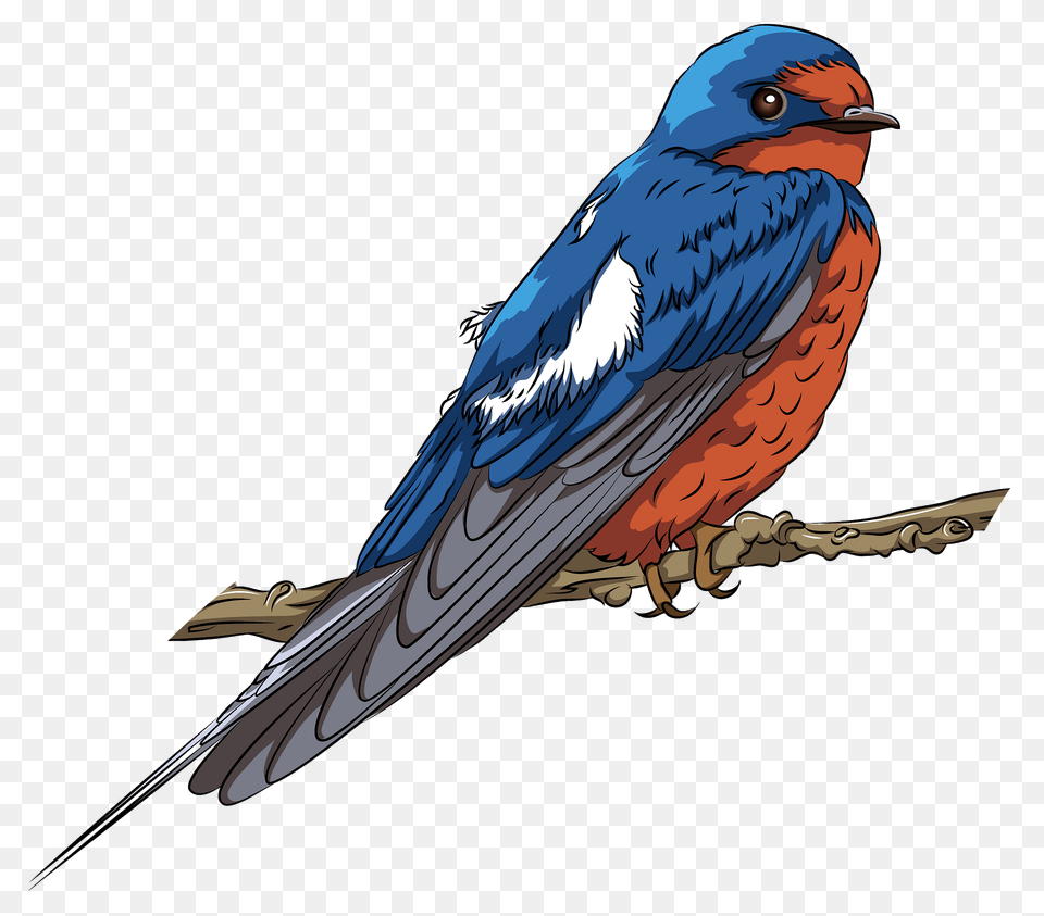 Barn Swallow On The Branch Clipart, Animal, Bird, Jay, Bluebird Free Png