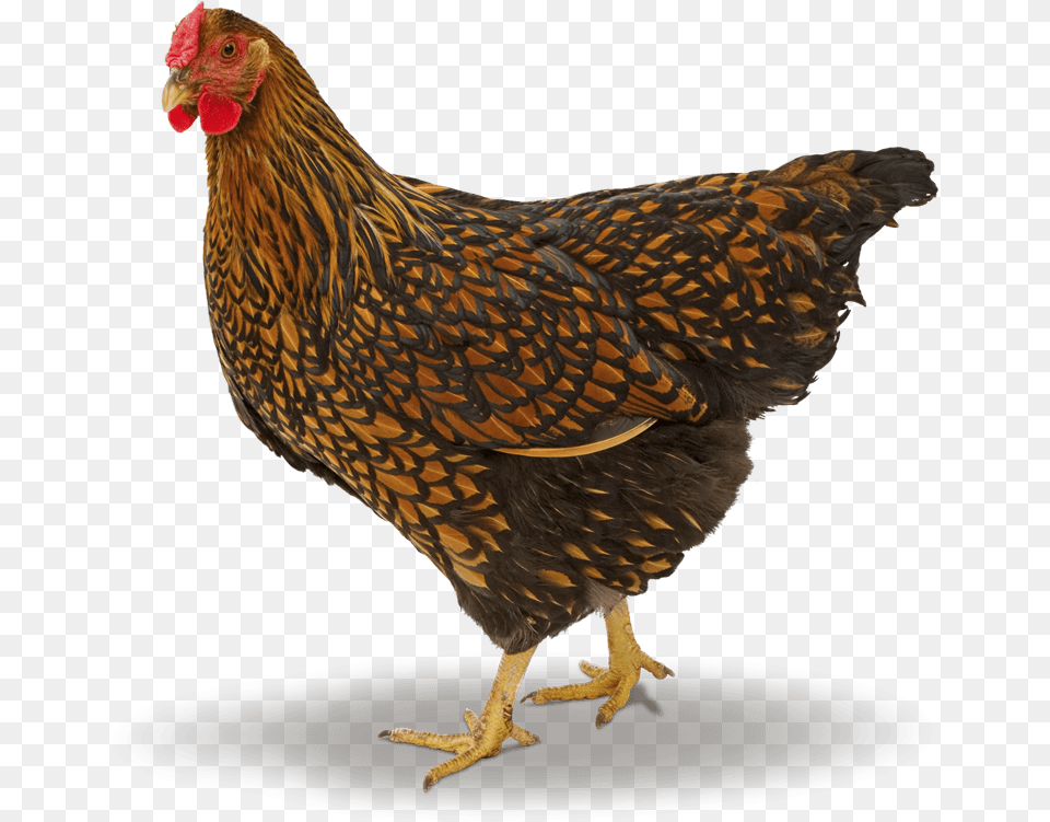 Barna Wyandotte, Animal, Bird, Chicken, Fowl Free Png