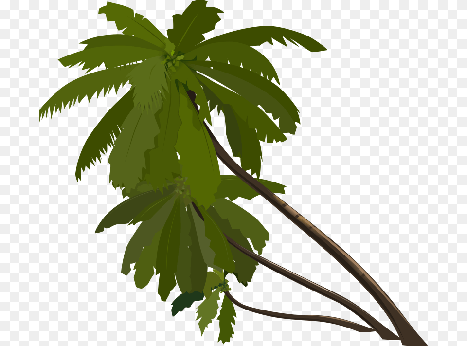 Baronchon Palm Trees, Green, Leaf, Plant, Tree Png