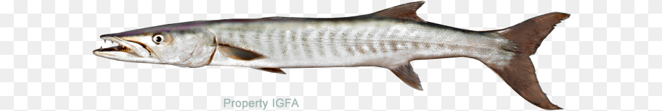 Barracuda Guinean Barracuda Fin, Animal, Fish, Sea Life, Coho Free Transparent Png