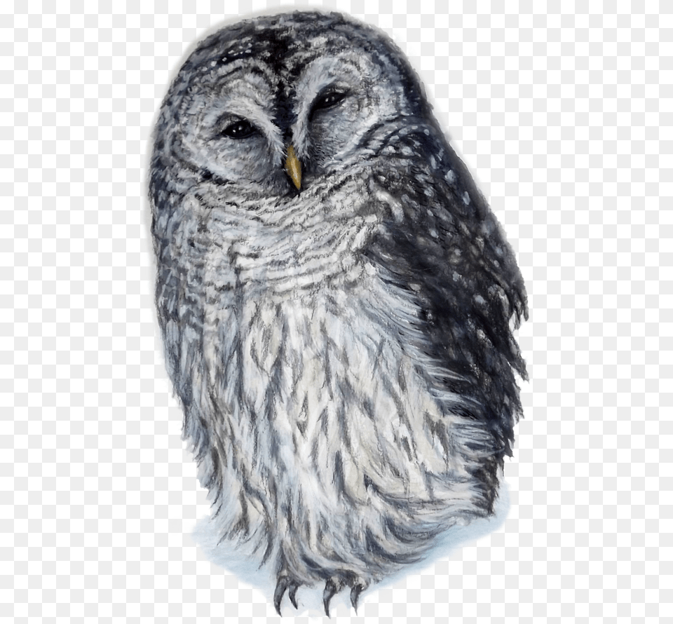 Barred Owl, Art, Animal, Bear, Drawing Free Png Download