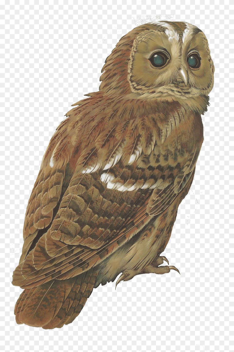 Barred Owl Clipart Tawny Owl Tawny Owl Drawing Free, Animal, Bird Png Image