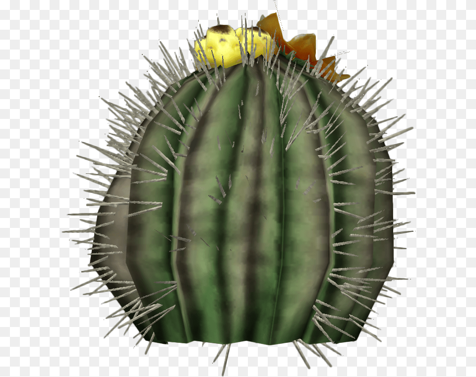 Barrel Cactus Plant Echinocactus Platyacanthus Free Transparent Png