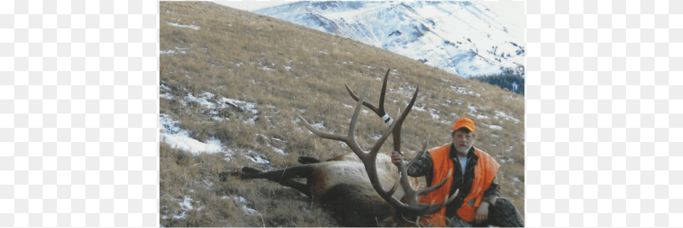 Barren Ground Caribou, Wildlife, Animal, Mammal, Deer Free Png Download