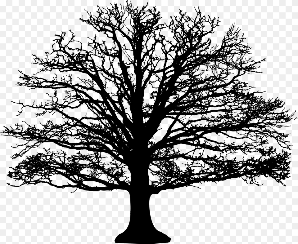 Barren Leafless Nature Plant Silhouette Tree Black And White Leafless Tree, Gray Png Image
