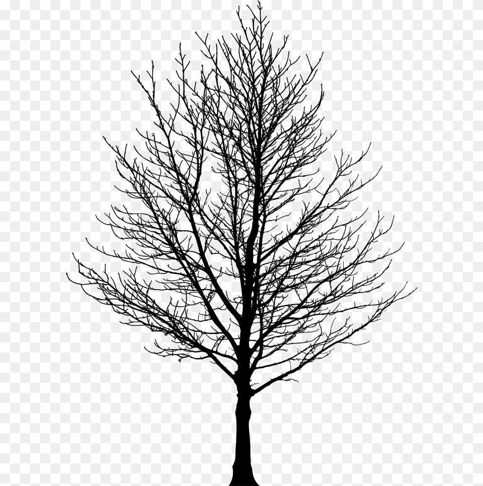 Barren Tree Silhouette Silhouette Of Trees, Gray Free Png Download