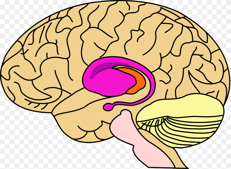 Basal Ganglia In Brain, Baby, Person Png