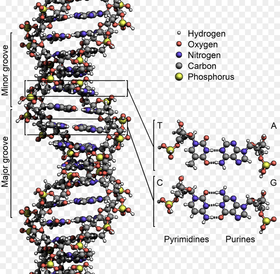 Base Pairing Across The Two Strands Of Dna Structure Of Dna, Accessories, Bead, Jewelry, Necklace Free Png