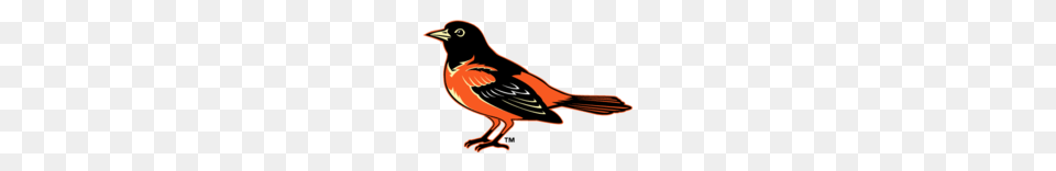 Baseball Logos Baltimore Orioles, Animal, Bird, Finch, Beak Png