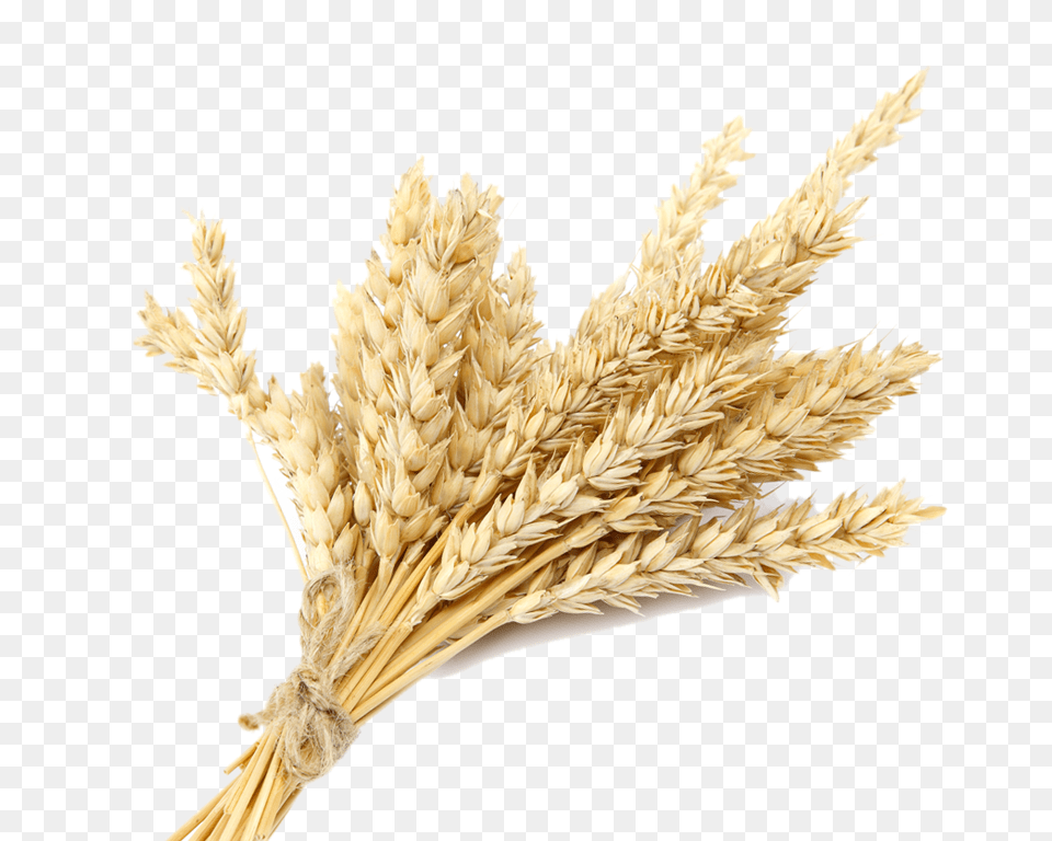 Based Khorasan Wheat, Food, Grain, Plant, Produce Free Png Download