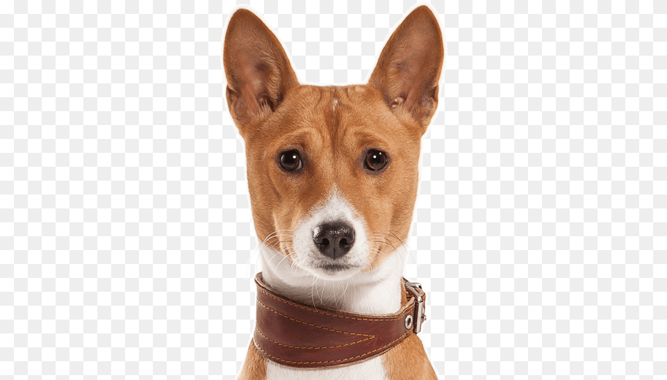 Basenji Dogs For Sale, Accessories, Strap, Animal, Canine Free Png Download