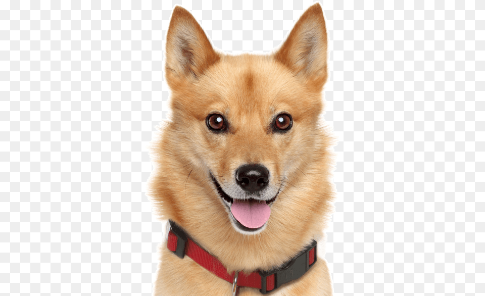 Basenji Puppies Dogs Finnish Finnish Spitz Corgi Mix, Animal, Canine, Dog, Mammal Png Image