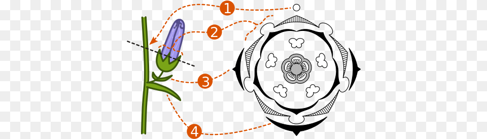 Basic Characteristics And Significanceedit Floral Diagram, Flower, Plant, Astronomy, Moon Free Transparent Png