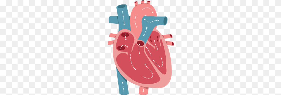 Basic Circulation Illustration Free Transparent Png