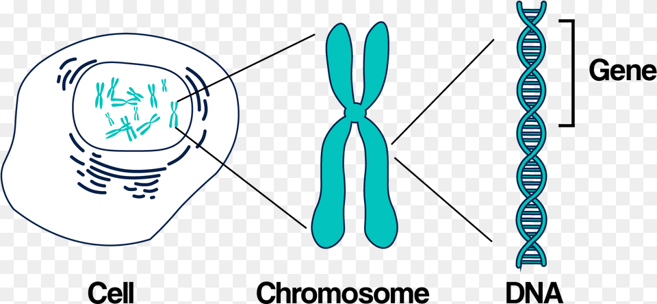 Basic Kintalk Ucsf Dna Gene On A Chromosome, Clothing, Hat Png