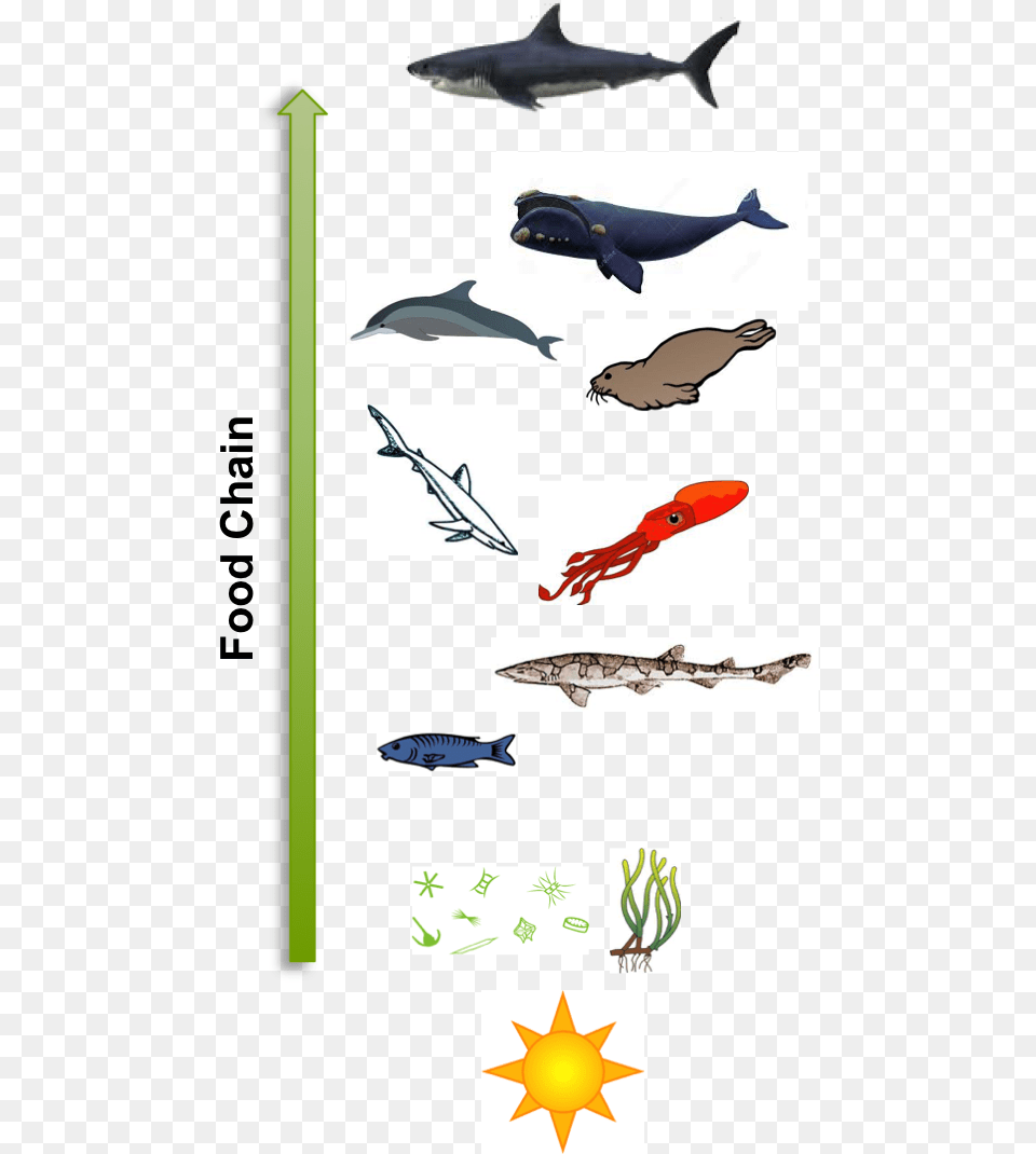 Basic Outline Of The Food Chain Of An Adult White Shark Simple Shark Food Chain, Animal, Fish, Sea Life, Dolphin Png Image