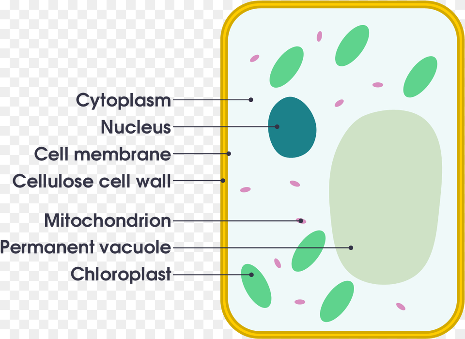 Basic Plant And Animal Cells Free Transparent Png