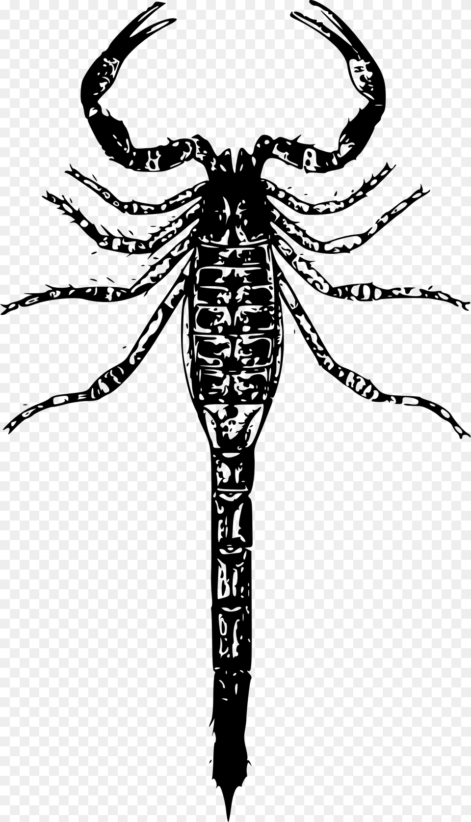 Basic Scorpion Clip Arts Clip Art, Gray Png Image