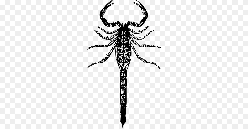 Basic Scorpion Vector Scorpion, Gray Png Image