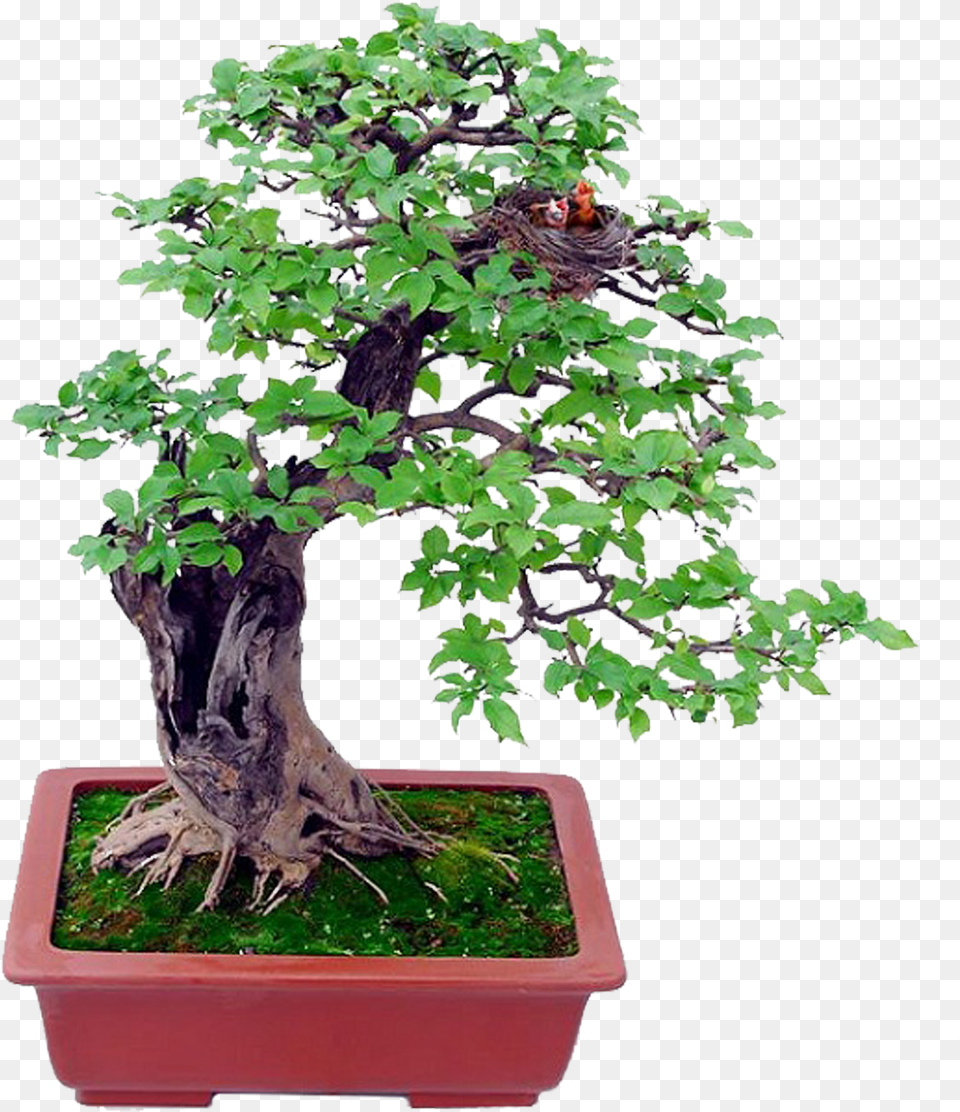 Basics Beginning The Gentle Art Of Miniature Bonsai Psd, Plant, Potted Plant, Tree Free Transparent Png