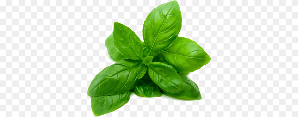 Basil, Herbal, Herbs, Leaf, Plant Free Png