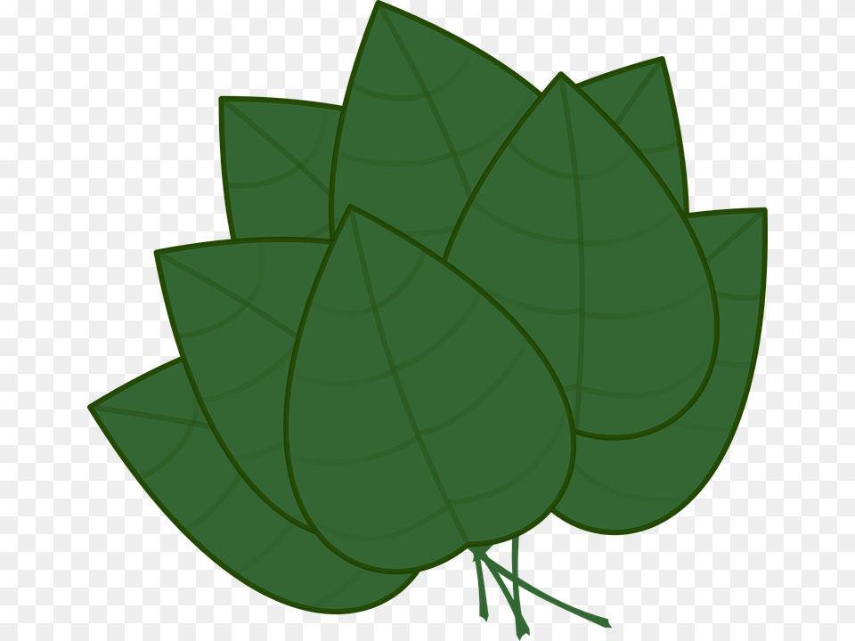 Basil 20clipart Basil Leaves Clipart Transparent, Green, Leaf, Plant Free Png