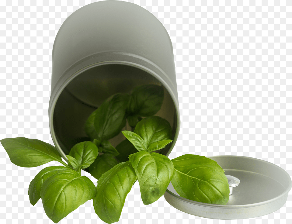 Basil, Herbal, Herbs, Leaf, Plant Free Transparent Png