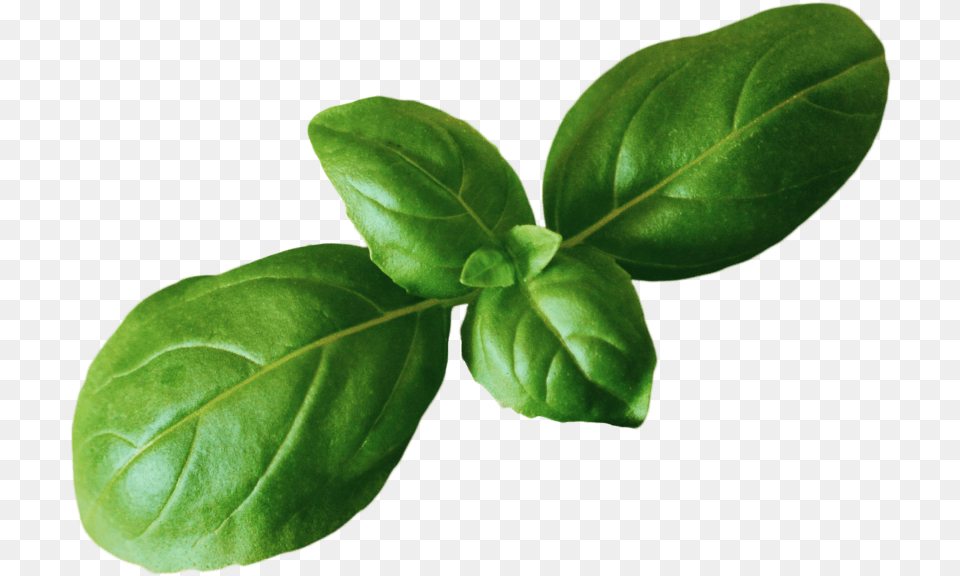 Basil, Herbs, Leaf, Mint, Plant Free Transparent Png