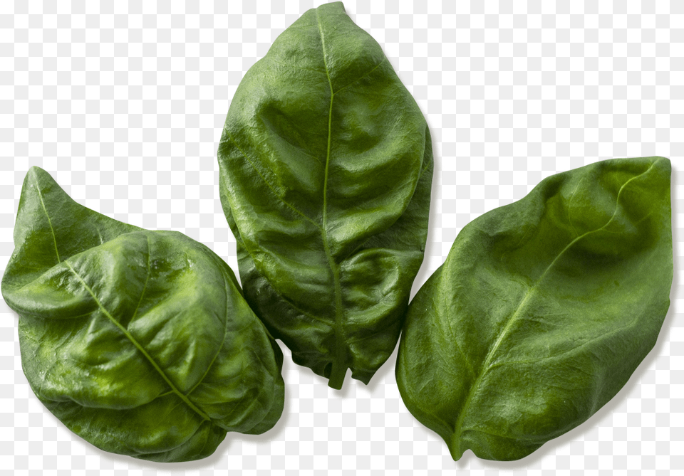 Basil 4oz Spinach, Leaf, Plant, Food, Leafy Green Vegetable Free Transparent Png