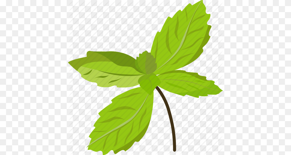 Basil Basil Leaves Basil Paste Basil Seeds Vegetables Icon Icon, Herbs, Leaf, Mint, Plant Free Png