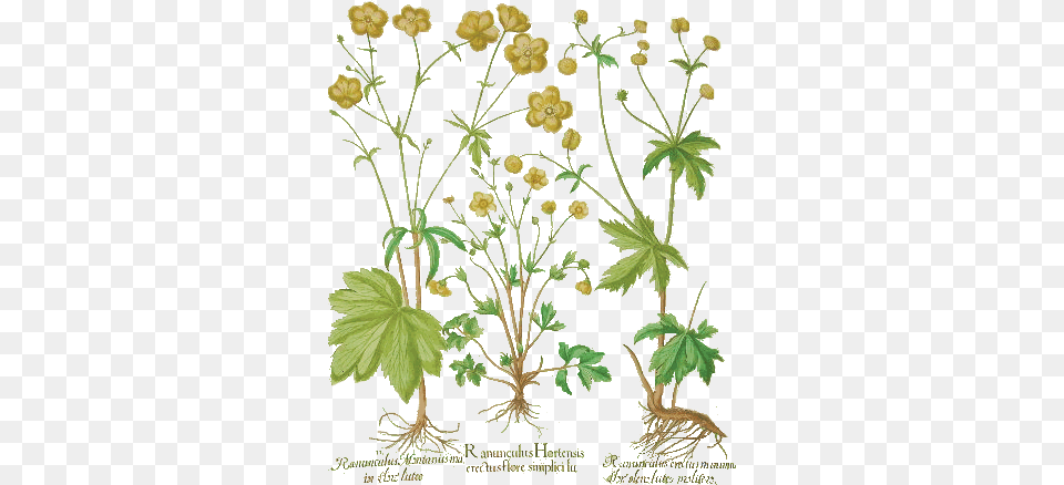 Basil Besler Hortus Eystettensis 1613 5 Basil, Herbal, Herbs, Leaf, Plant Free Transparent Png