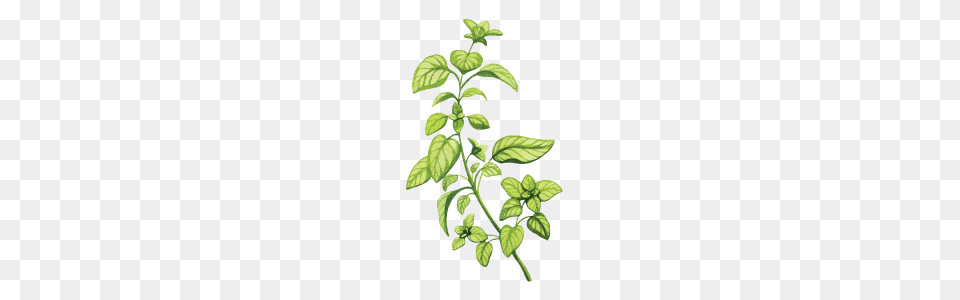 Basil Chrysanthemum Tea For Headache And Stress, Green, Herbs, Leaf, Mint Png
