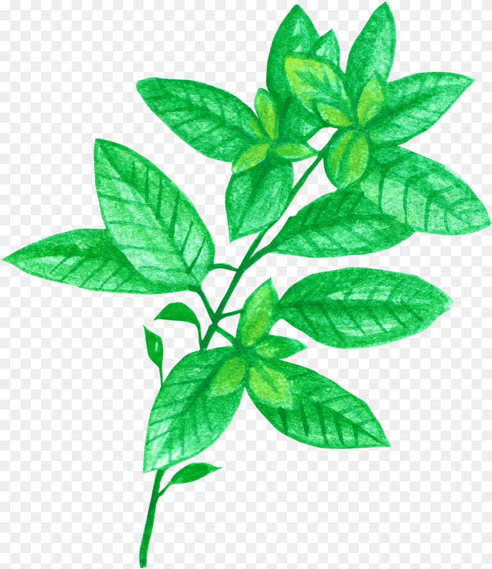 Basil Chrysanthemum Tea For Headache And Stress Chrysanthemum Tea, Herbal, Herbs, Leaf, Plant Free Transparent Png