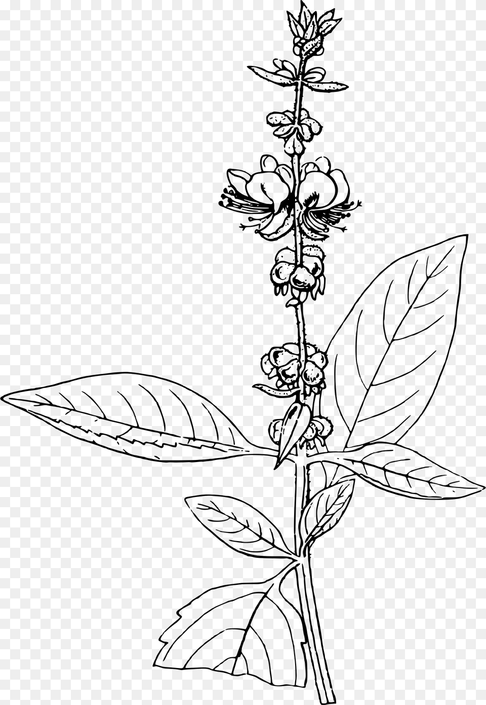 Basil Drawing At Getdrawings, Gray Free Png Download