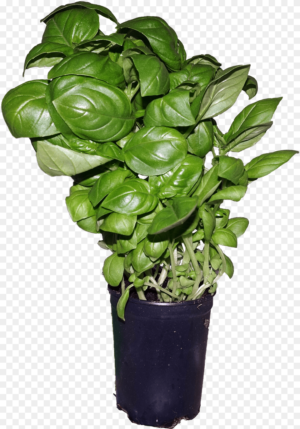 Basil Flowerpot, Leaf, Plant, Potted Plant Png Image