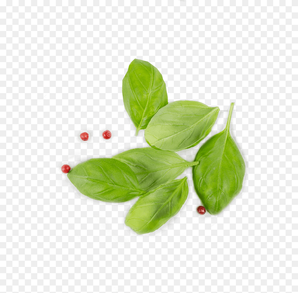 Basil From Top Leaf Top View, Herbal, Herbs, Plant, Food Free Png