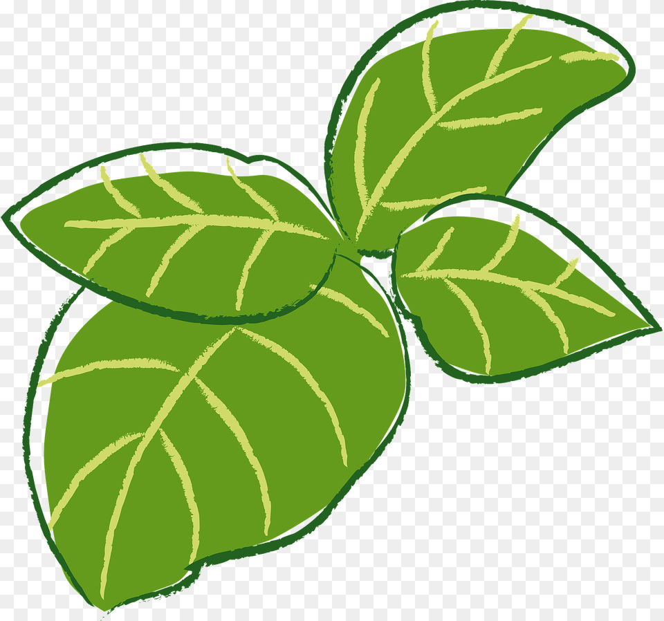 Basil Herb Leaves Clipart, Leaf, Plant, Herbal, Herbs Png
