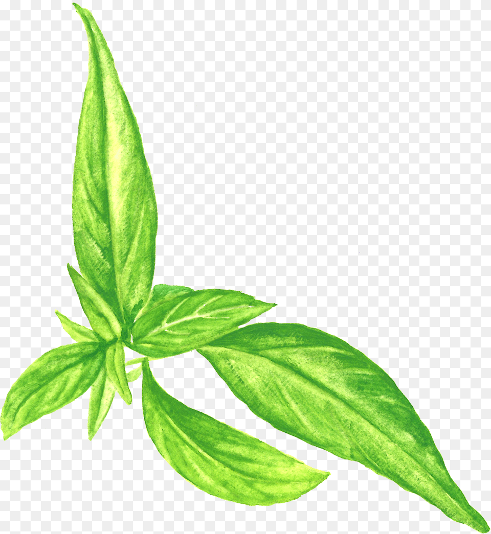 Basil Houseplant, Leaf, Plant, Herbs, Acanthaceae Free Png
