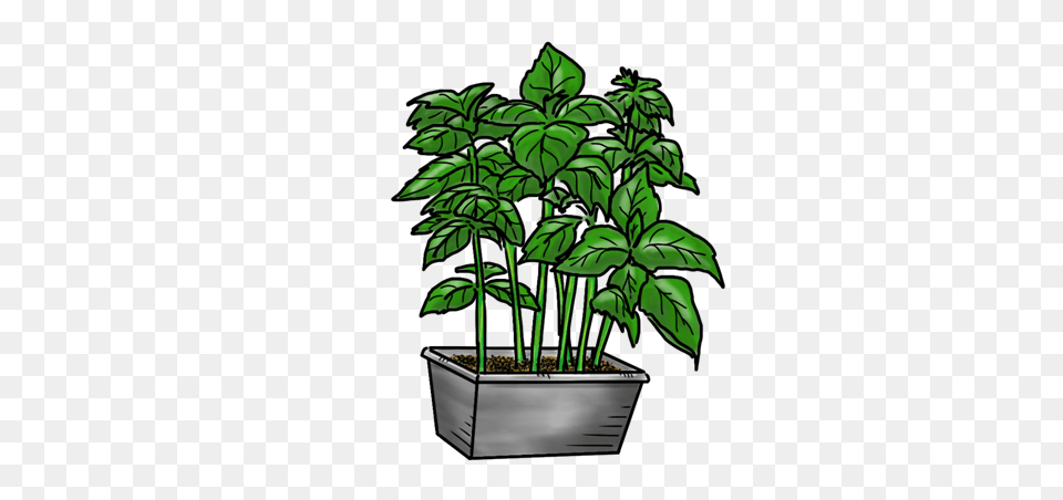 Basil Olive This, Green, Tree, Potted Plant, Plant Free Transparent Png