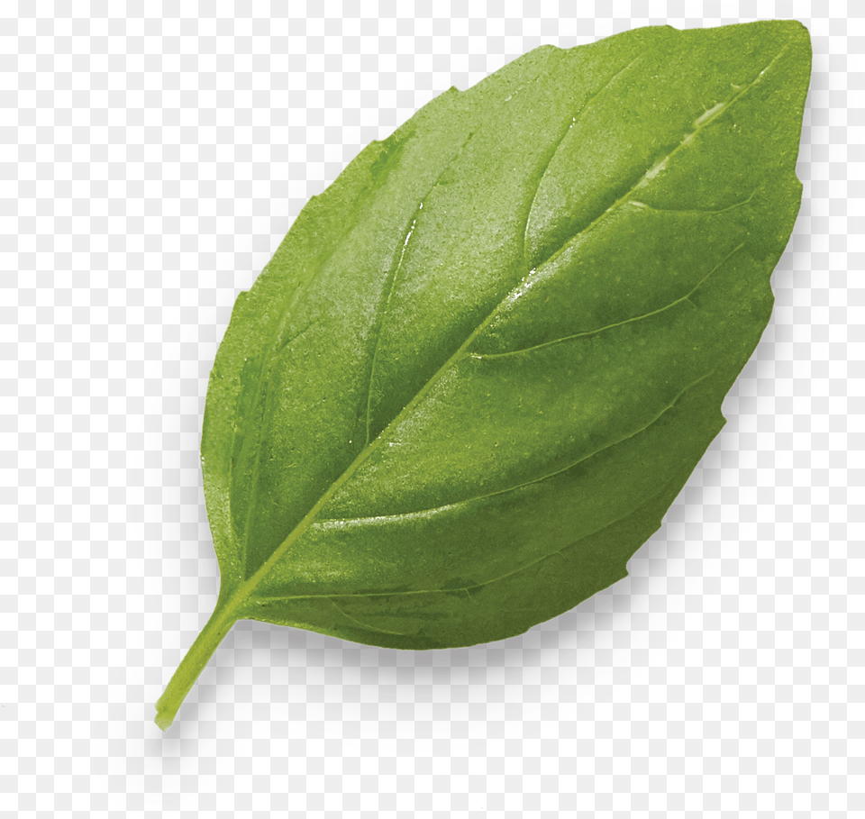Basil Pesto Turkey Bonduelle Nannyberry, Leaf, Plant Free Png Download
