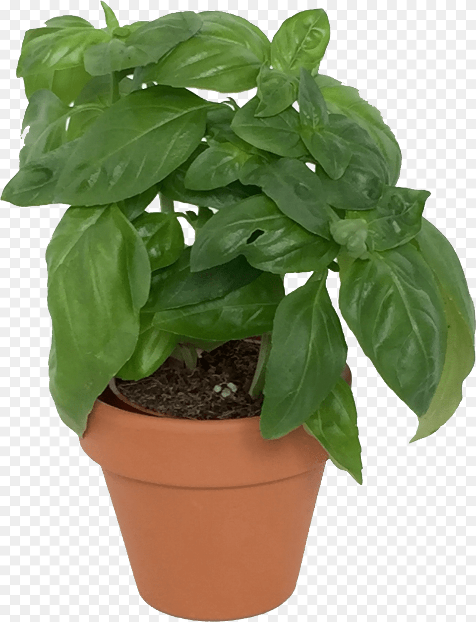 Basil Plant Basil Plant Pot, Leaf, Potted Plant, Herbs, Flower Free Png Download