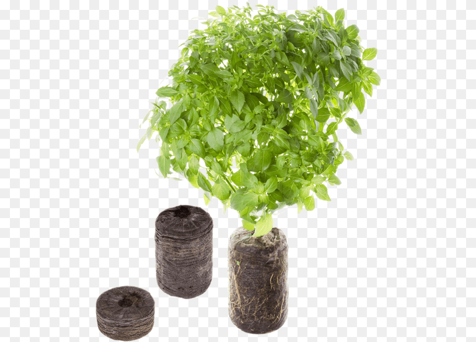 Basil Plant Tregren Seed Pods, Herbal, Tree, Potted Plant, Herbs Free Png Download