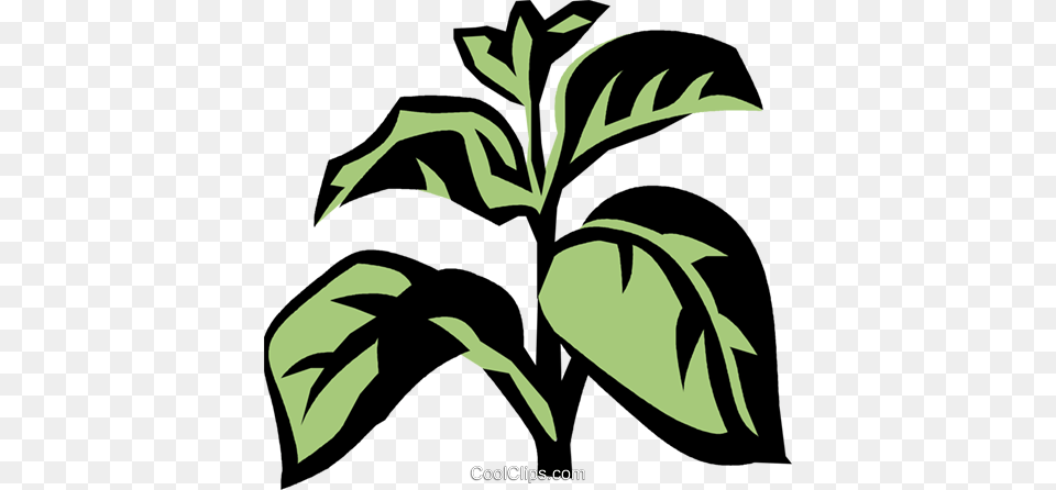 Basil Royalty Vector Clip Art Illustration, Leaf, Plant, Vegetation, Green Free Png