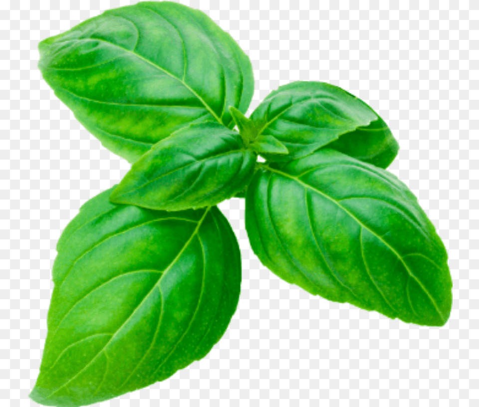 Basil Sprig Cutout Herbs Basilsprig Green Basilikum Basil, Herbal, Leaf, Mint, Plant Free Png Download