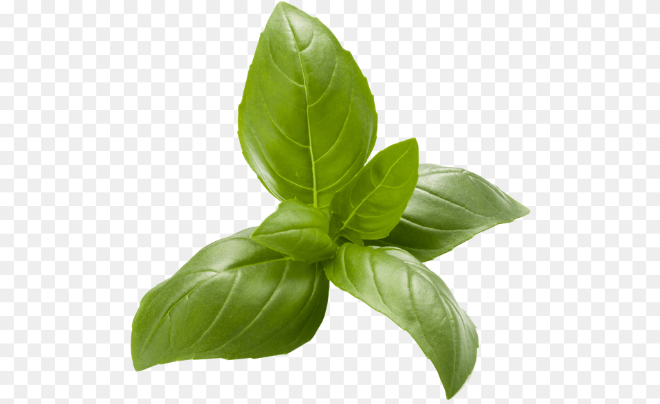 Basil Transparent Leaf Vegetable, Herbs, Mint, Plant, Herbal Png Image
