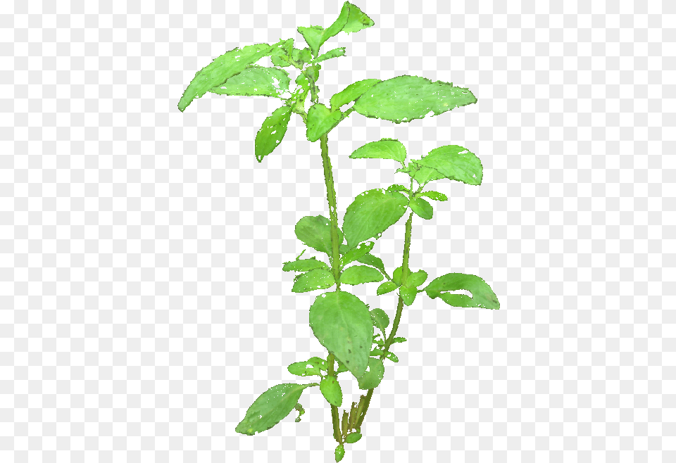 Basil Tree, Green, Herbal, Herbs, Leaf Free Transparent Png