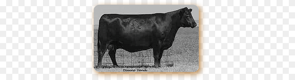 Basin Enchantress Dairy Cow, Angus, Animal, Bull, Cattle Png