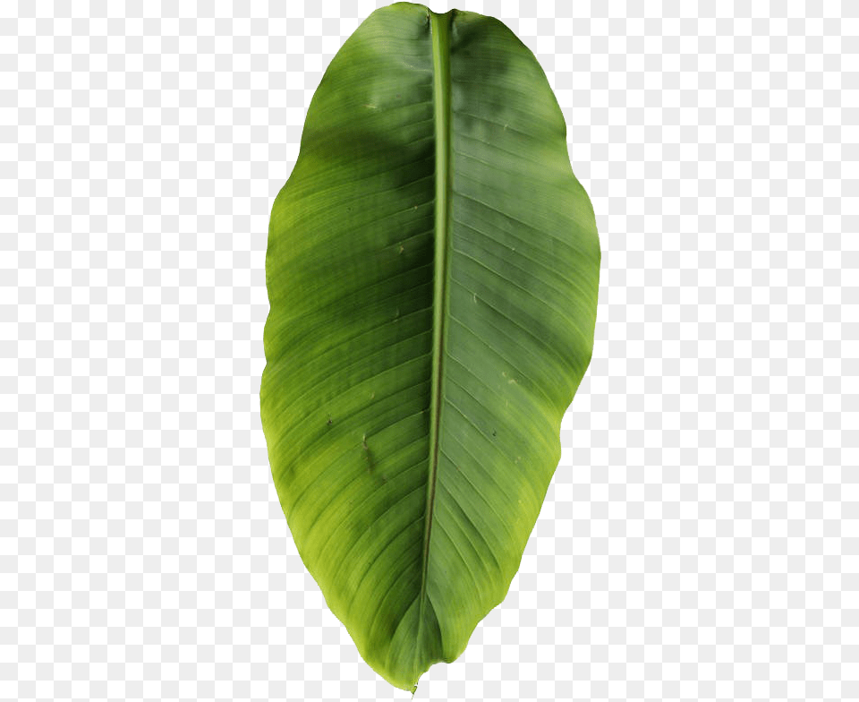 Basjoo Musa Leaf Banana Leaves Transparent Image Banana Tree Leaf, Plant Free Png