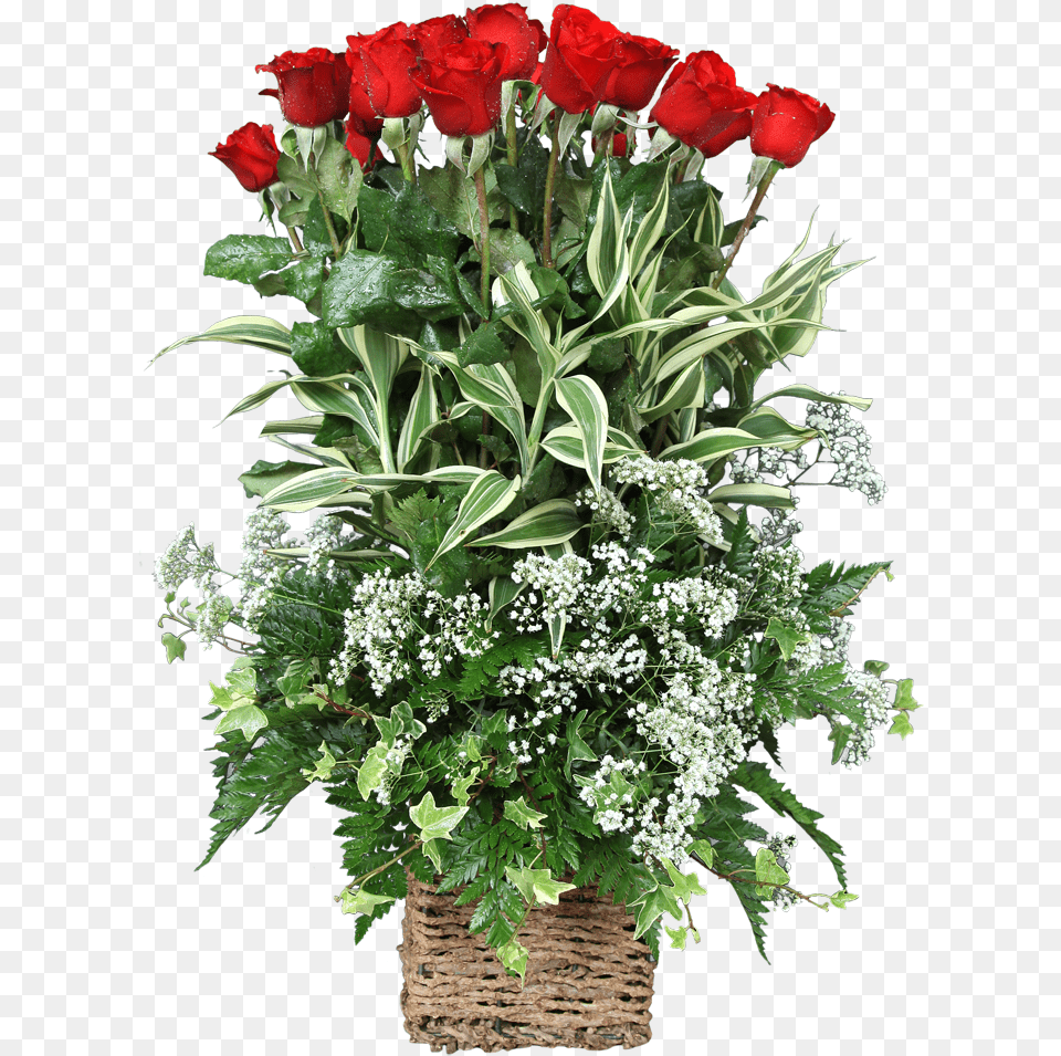 Basket Arrangement With 25 Red Roses Garden Roses, Flower, Flower Arrangement, Flower Bouquet, Plant Png Image