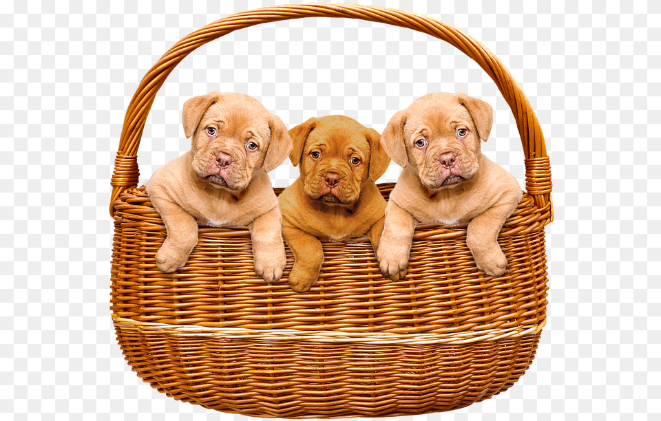 Basket Cute Puppies Animals Dogs Puppies In Basket Transparent, Animal, Canine, Dog, Mammal Free Png Download